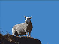 one sheep and blue sky