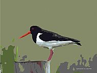 oystercatcher on a gate post