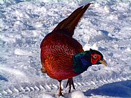 pheasant in the snow