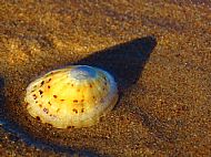 seashell on the beach