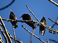 three starlings