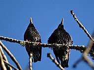 two starlings